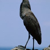 Bare-throated Tiger-Heron